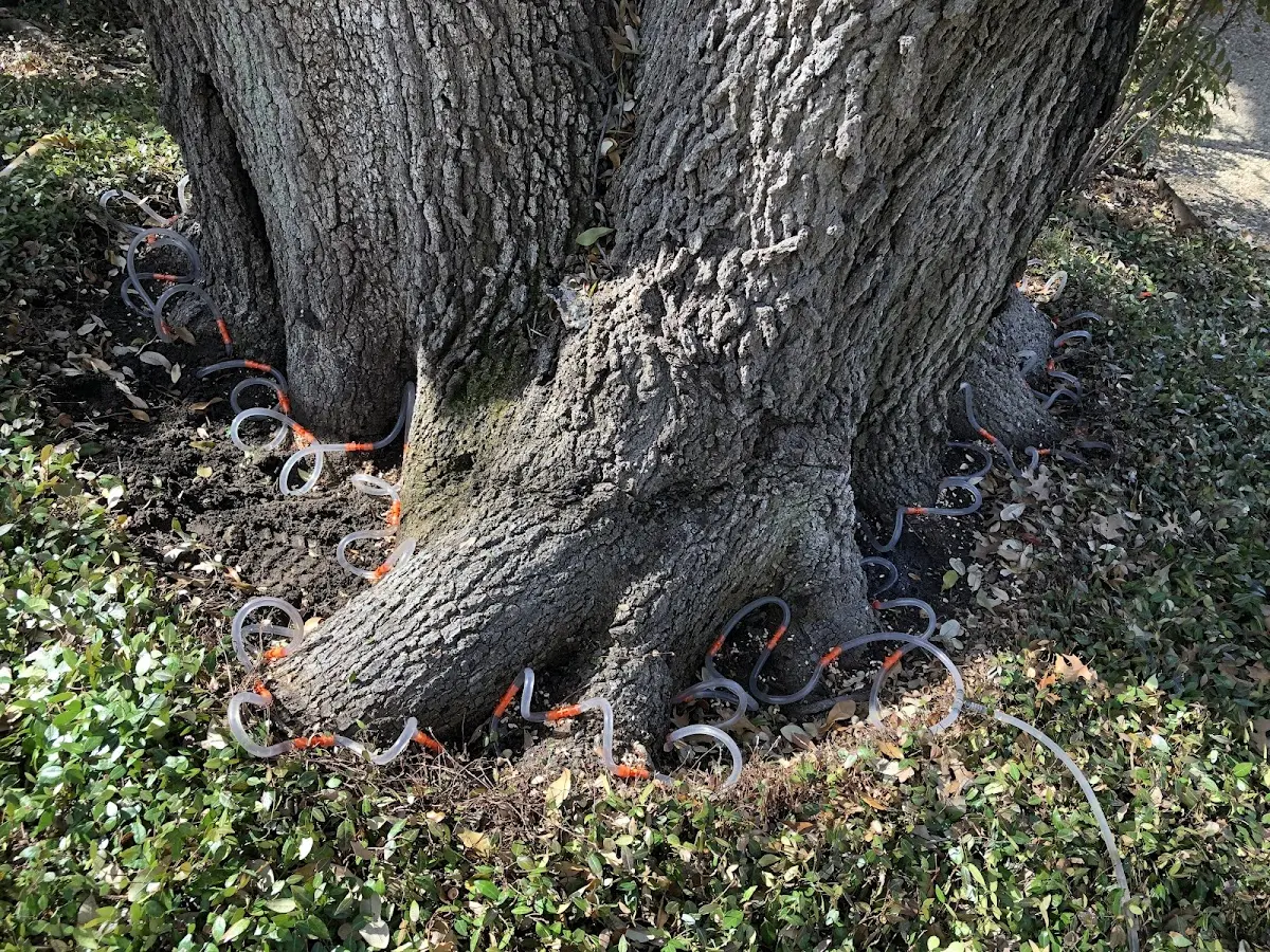 Detailed Tree Cabling and Bracing job site in Apple Valley