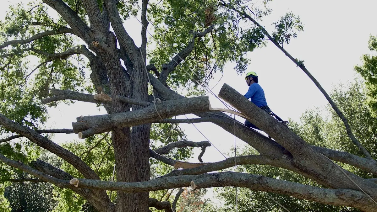 Professional Hazardous Tree Removal performed by certified arborists in Apple Valley