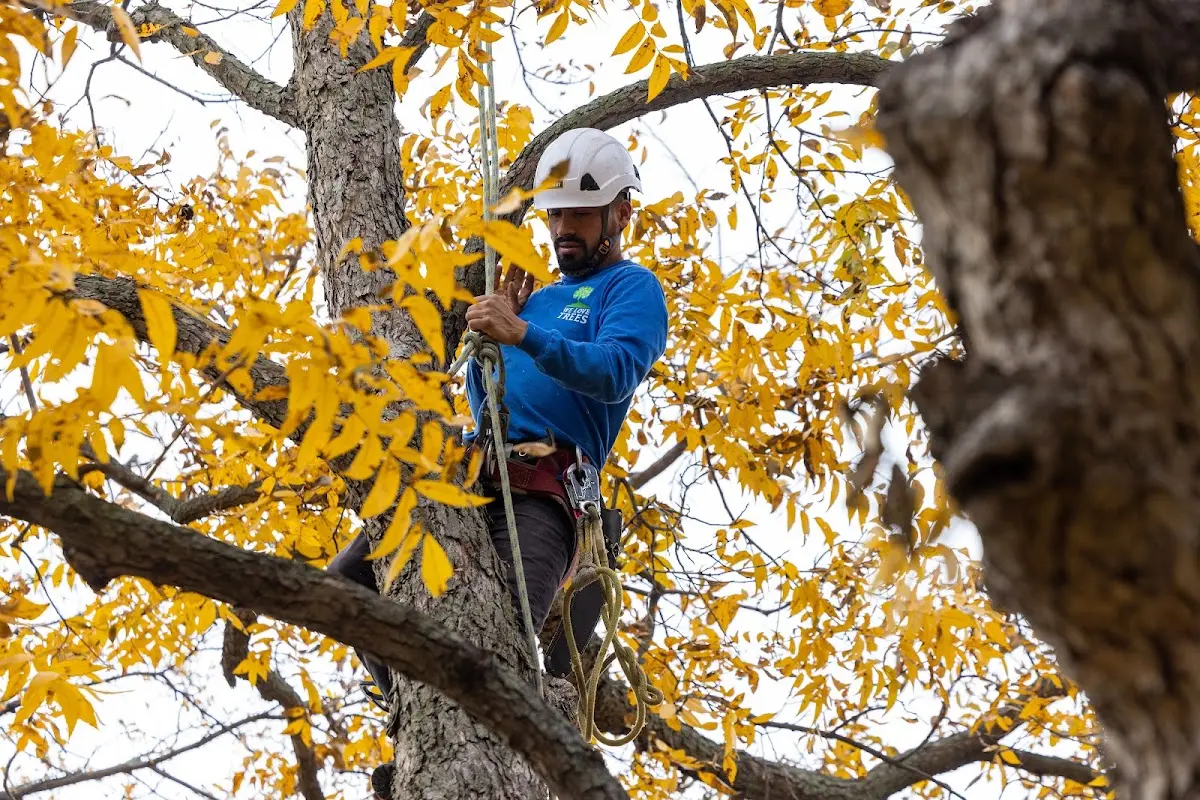 Skilled Tree Planting crew working in Apple Valley